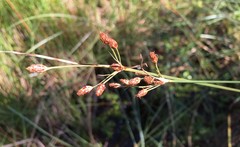 Fimbristylis castanea