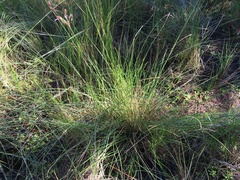 Fimbristylis castanea