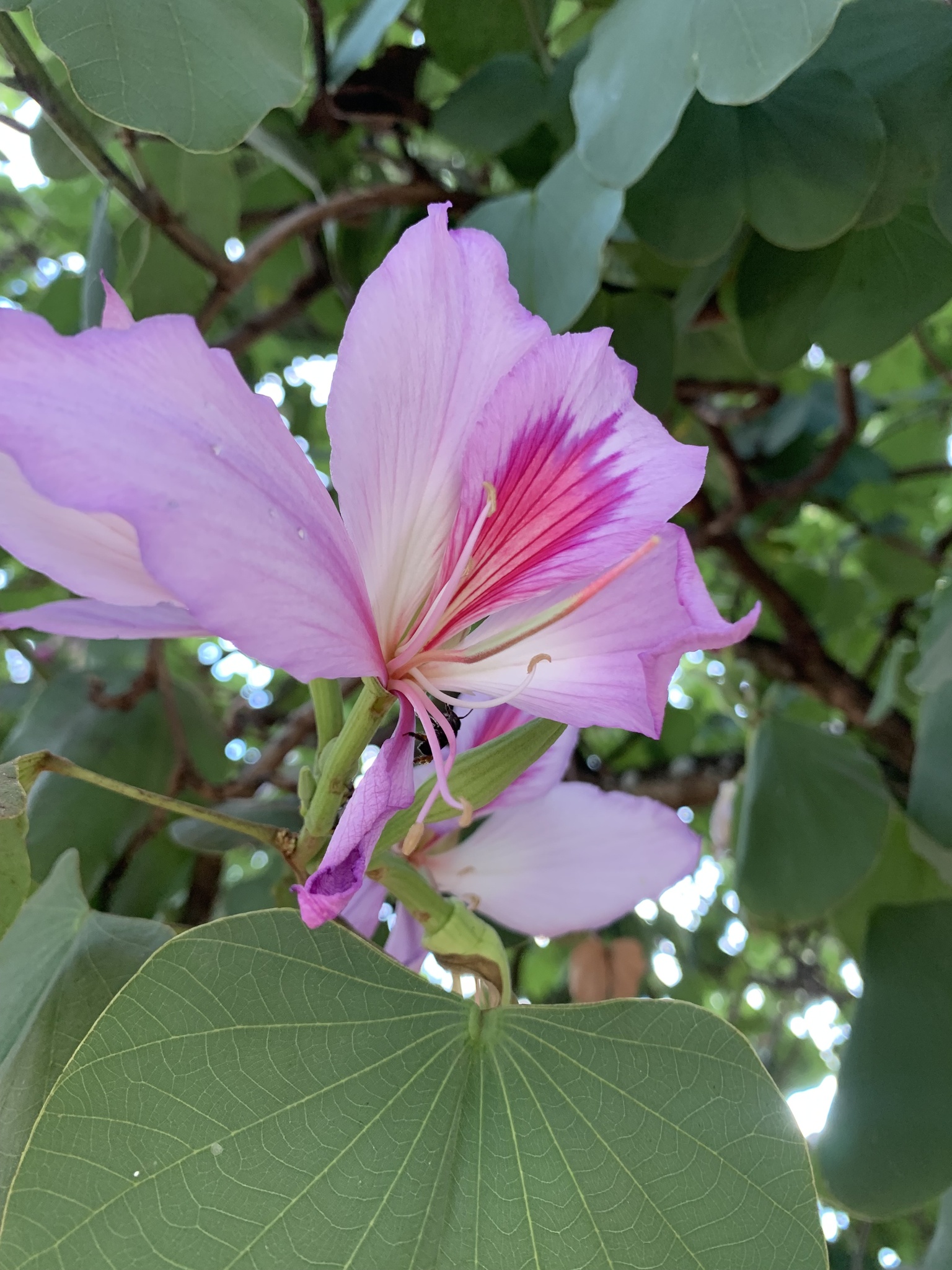 Bauhinia variegata