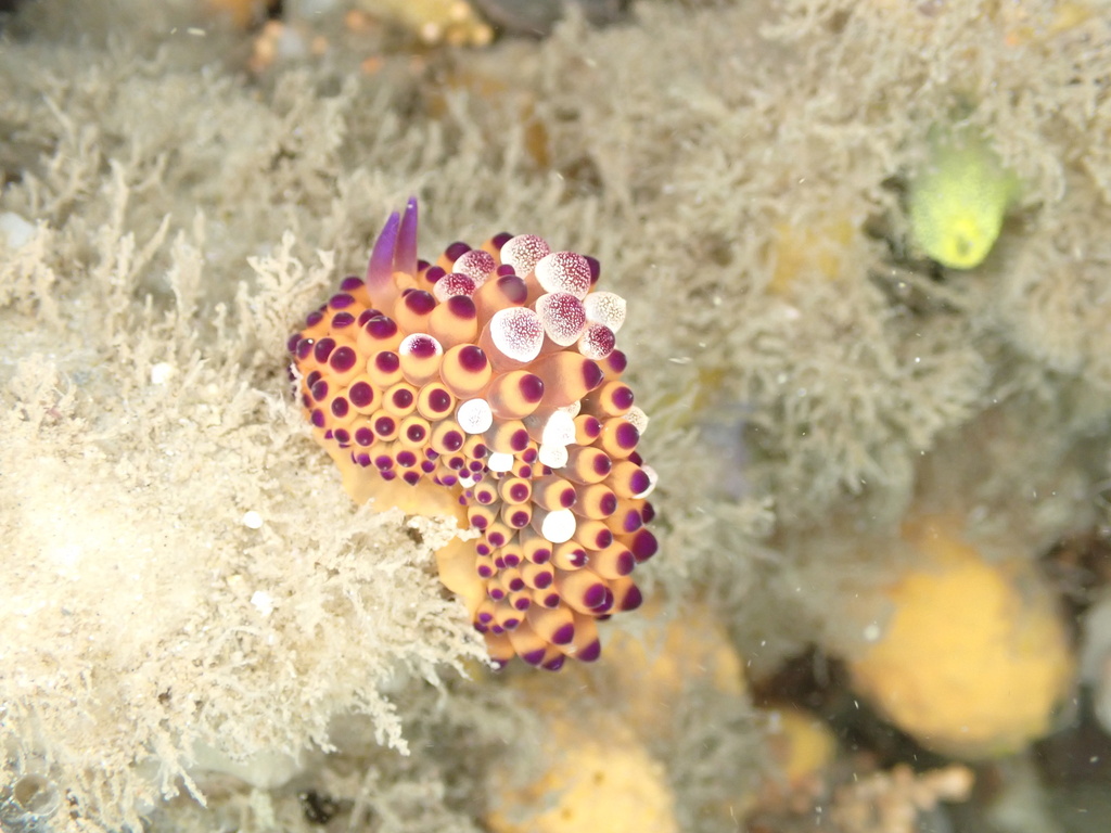 Janolus tricellariodes