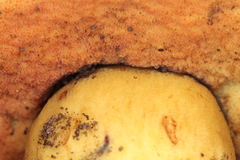 Neoboletus xanthopus