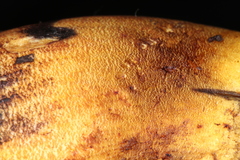 Neoboletus xanthopus