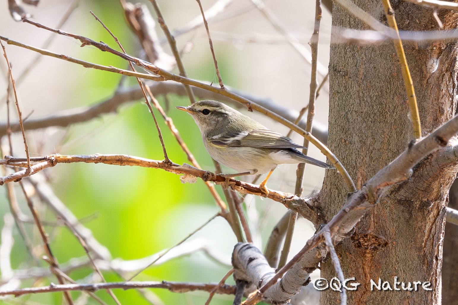 Yellow-browed Warbler
