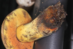 Neoboletus xanthopus