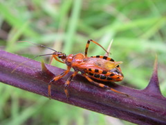 Rhynocoris rubricus