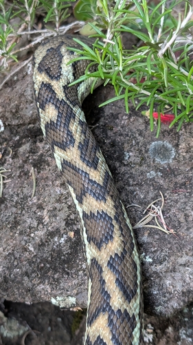 Coastal Carpet Python sighting