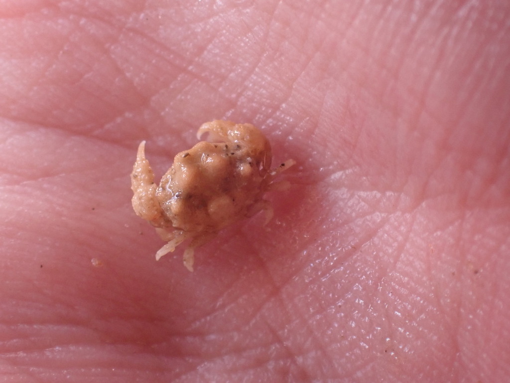 Actaeomorpha erosa