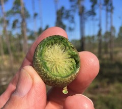 Amphibolips quercuscinerea