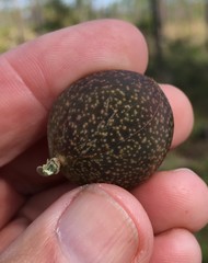 Amphibolips quercuscinerea