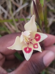 Gladiolus angustus, photograph (c) Jared Zachary Herman, some rights reserved (CC BY)