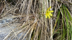 Ranunculus verticillatus