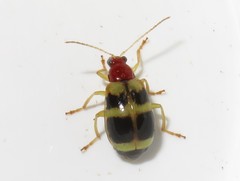 Gynandrobrotica