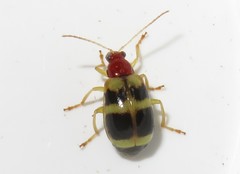 Gynandrobrotica