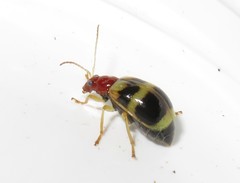 Gynandrobrotica