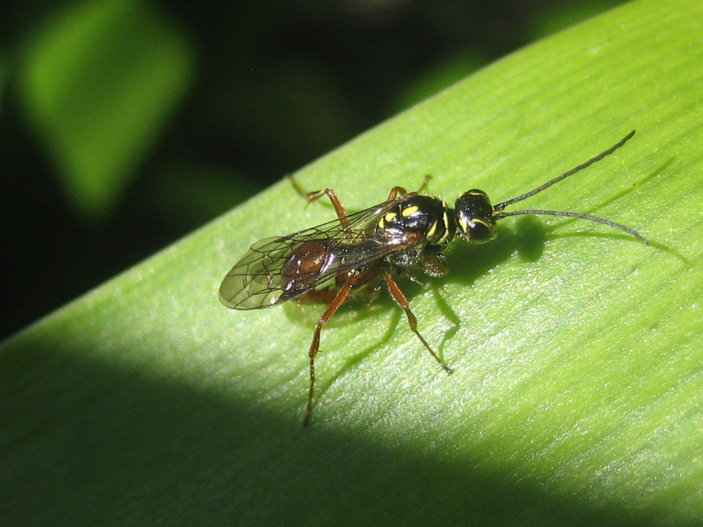 Agriomyini