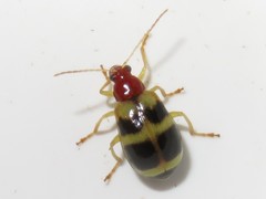 Gynandrobrotica