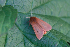 Phragmatobia fuliginosa