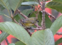 Euphonia chlorotica