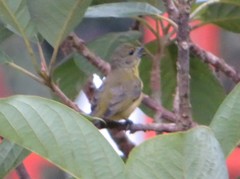 Euphonia chlorotica