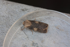 Agrotis puta