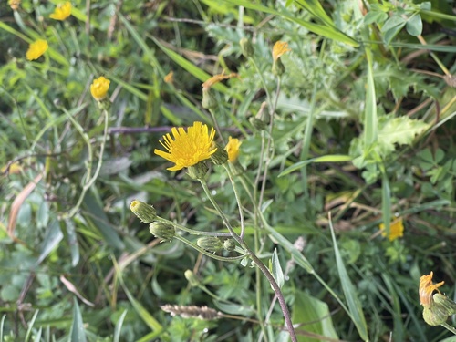 Hieracium umbellatum iNat (3)