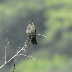 Chrysuronia oenone