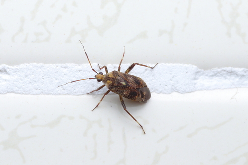 Taedia leprosa