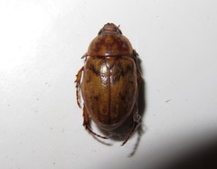 Cyclocephala fulgurata