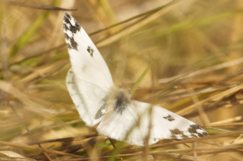 Eastern Bath White