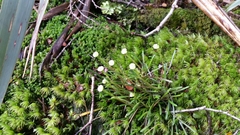 Abrotanella linearis