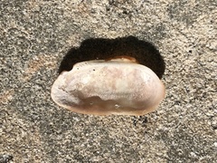 Barbatia domingensis