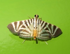 Spilomela perspicata