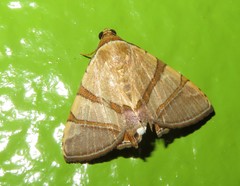 Eulepidotis juncida