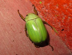 Pelidnota prasina