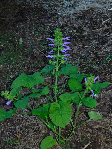 Salvia glabrescens iNat (3)
