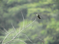 Chrysuronia oenone