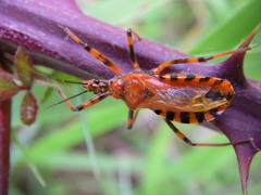 Rhynocoris rubricus