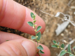 Phyllanthus parvulus