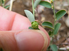 Phyllanthus parvulus
