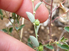 Phyllanthus parvulus