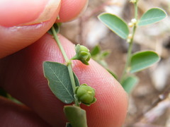 Phyllanthus parvulus