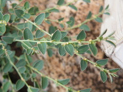 Phyllanthus parvulus