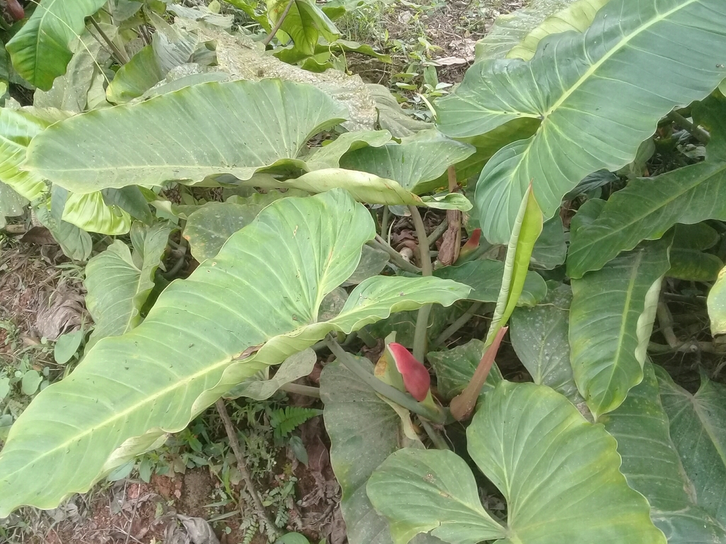 Philodendron subhastatum