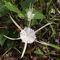 Hymenocallis duvalensis