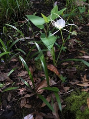 Hymenocallis duvalensis
