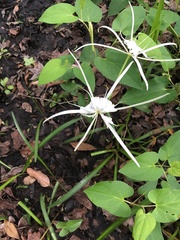 Hymenocallis duvalensis