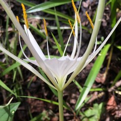 Hymenocallis duvalensis