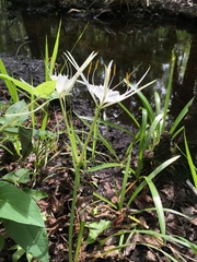 Hymenocallis duvalensis