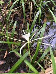 Hymenocallis duvalensis