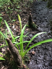 Hymenocallis duvalensis